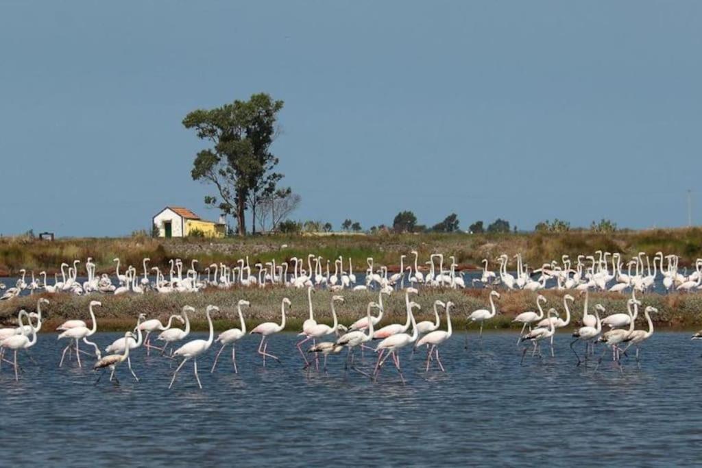 Bird'S Home Aveiro Esterno foto